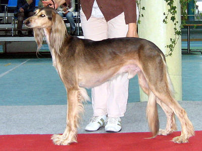 Tazillah Nabi Barraq