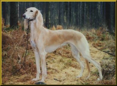 LDC's Blond PB Maxine