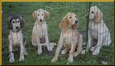 S-litter youngsters: Herkules, Elvis, Kapu and Sulo, 
      at the age of about 9 weeks.