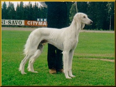 Boxwyn Valentino